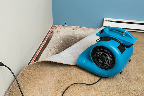 Best Carpet water damage restoration  in Vla Park, IL